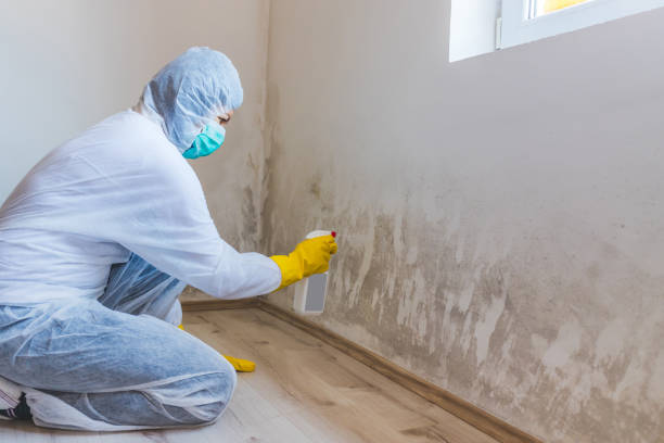 Licensed Mold Removal service in Ivor, VA - Mold Remediation HQ